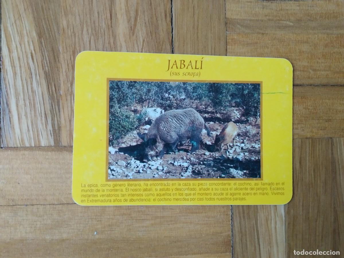 Collectables Calendars: CALENDARIO DE BANCOS Y CAJAS CAJA DE EXTREMADURA JABALI A&Ntilde;O 1995 VER FOTOS