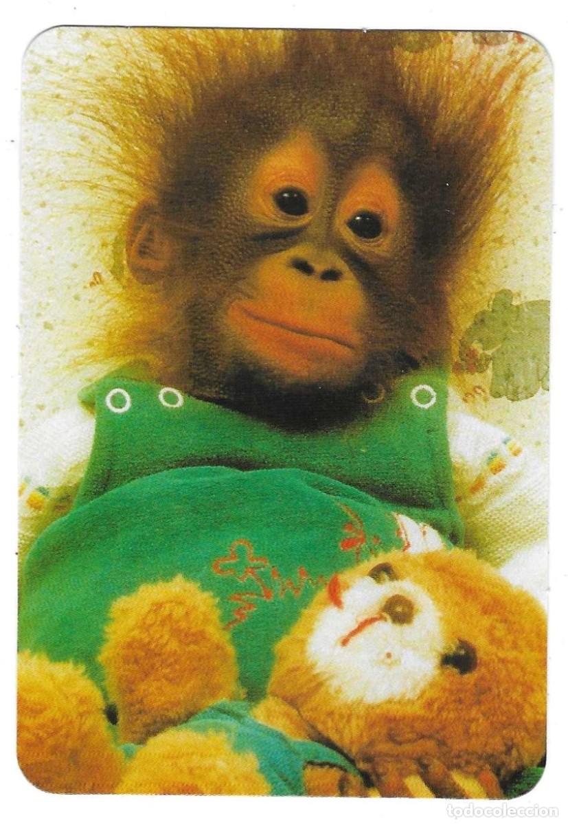 Coleccionismo calendarios: Calendario a&ntilde;o 2005. serie rr n&ordm; 31. Mono con peluche. ref. 11-05rr31