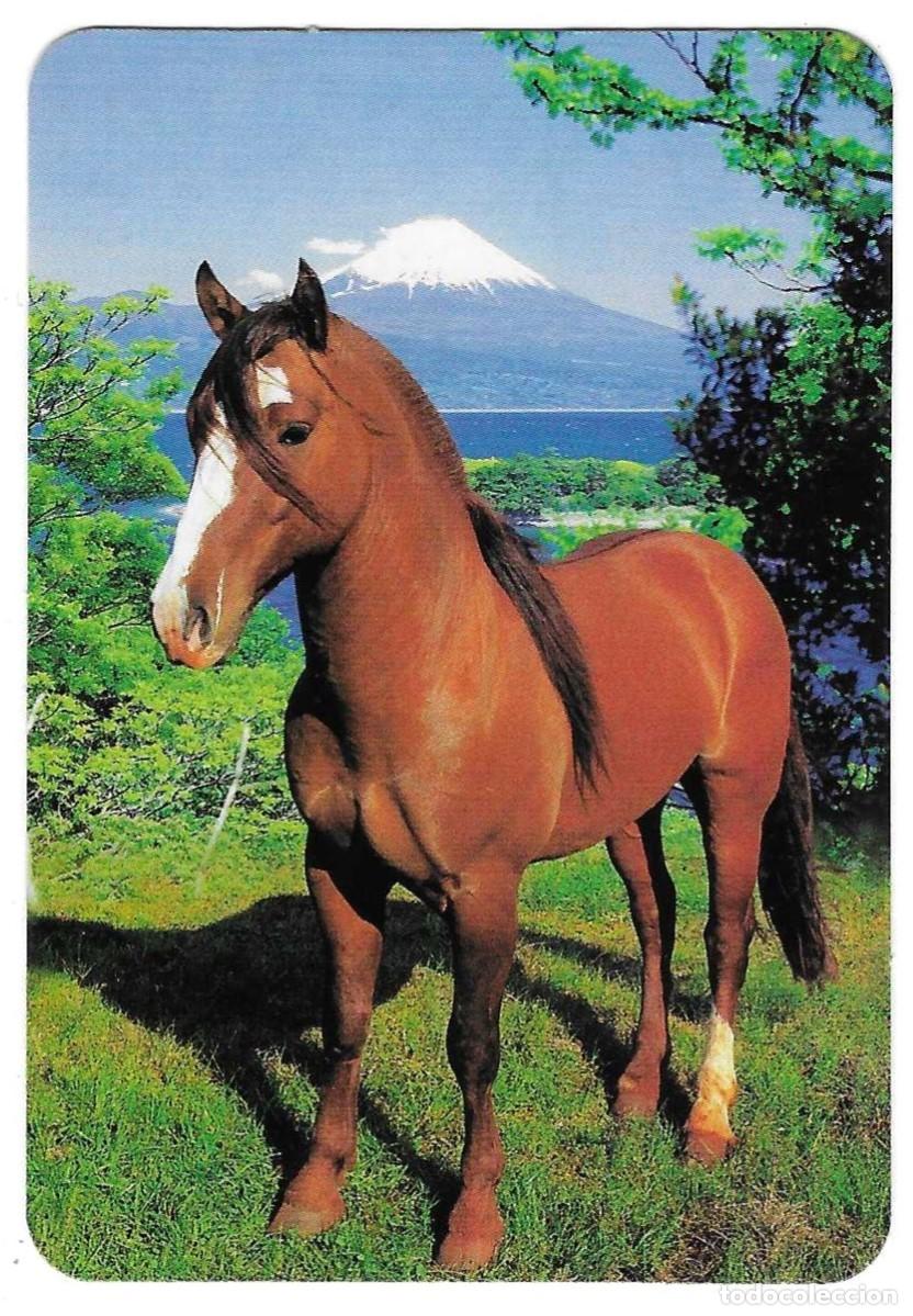 Coleccionismo calendarios: Calendario a&ntilde;o 2005, serie rr n&ordm; 51. Caballo. ref. 11-05rr51