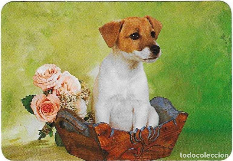 Coleccionismo calendarios: Calendario a&ntilde;o 2007, serie rr n&ordm; 46. Cachorros de Perro. ref. 11-07rr46