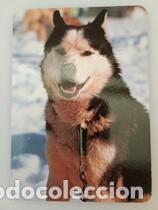 Collezionismo Calendari: Calendarios 1998 Serie BO 572 perros