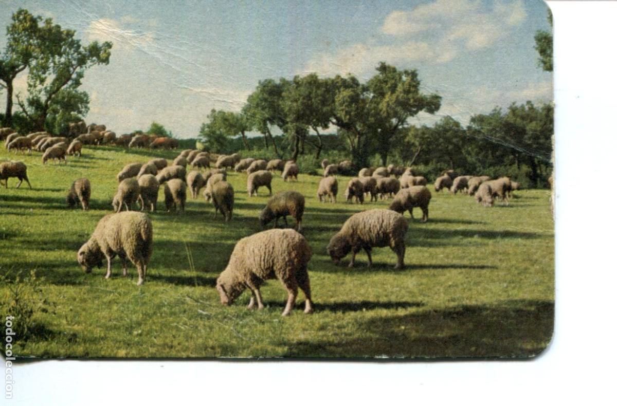 Collectables Calendars: CALENDARIO DE BOLSILLO GRANULADOS DIANA 1964