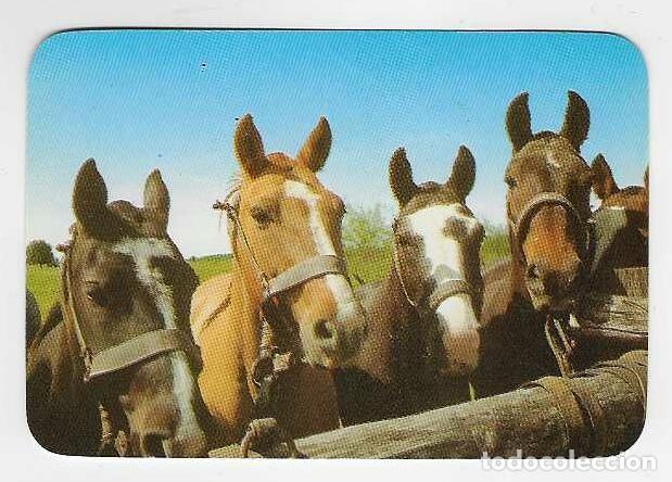 Coleccionismo calendarios: CALENDARIO DE BOLSILLO DE ARGENTINA A&Ntilde;O 2000 FAUNA / ANIMALES - CABALLOS - VER FOTO REVERSO