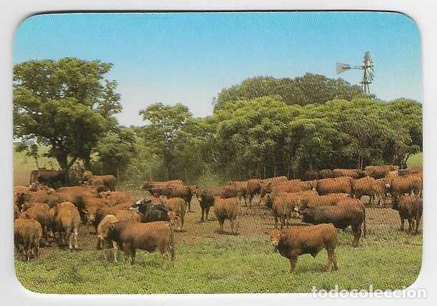 Coleccionismo calendarios: CALENDARIO DE BOLSILLO DE ARGENTINA A&Ntilde;O 2000 FAUNA - VACAS - SIN PUBLICIDAD - VER FOTO REVERSO