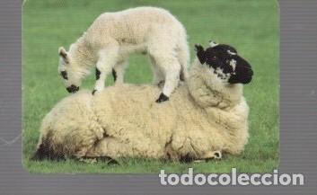 Coleccionismo calendarios: CALENDARIOS DE CORDEROS DE EDITO BO N&ordm; 533 DE A&Ntilde;O 2013 SUS PUBLICIDAT