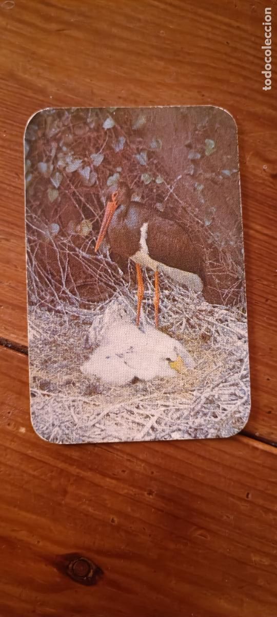 Coleccionismo calendarios: CALENDARIO ASOCIACION PARA LA DEFENSA DE LA NATURALEZA EXTREMADURA 1981 - N&ordm; 1 CIGUE&Ntilde;A