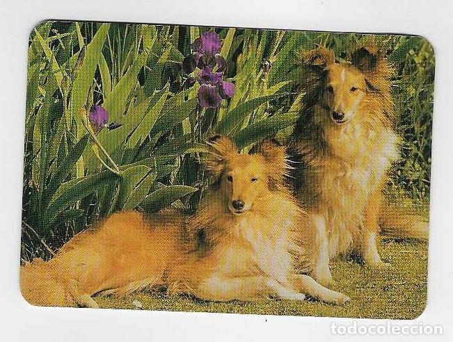 Coleccionismo calendarios: CALENDARIO DE BOLSILLO DE PORTUGAL A&Ntilde;O 1984 PERROS - COLLIES - VER FOTO REVERSO