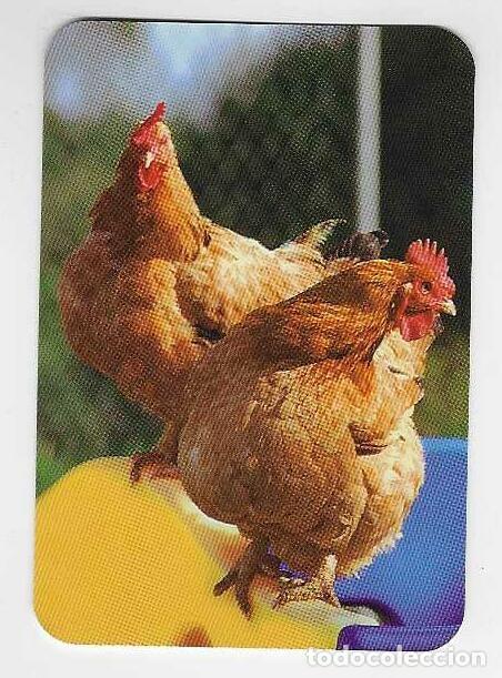 Coleccionismo calendarios: CALENDARIO DE BOLSILLO SERIE EDIJAR A&Ntilde;O 2008 FAUNA - GALLINAS - SIN PUBLICIDAD - VER FOTO REVERSO