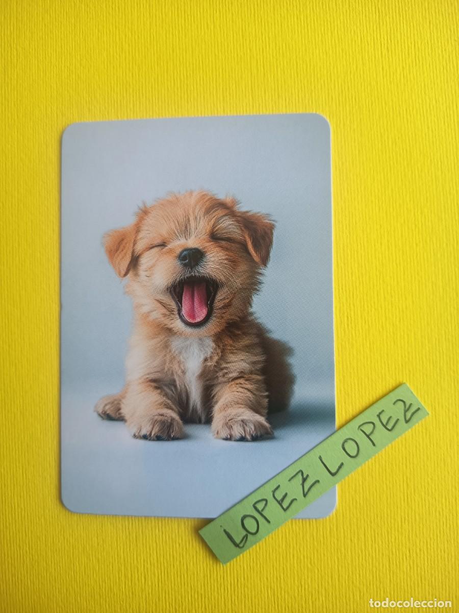 Coleccionismo calendarios: A&Ntilde;O 2027 - NO OFERTAS - PERRO - CALENDARIO SIN PUBLICIDAD DE SERIE A0122