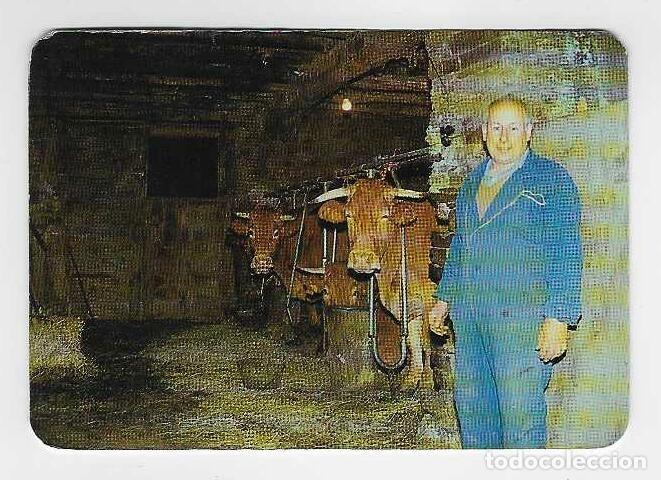 Coleccionismo calendarios: CALENDARIO BOLSILLO A&Ntilde;O 1998 ANIMALES - GANADO - A LAREIRA - VER FOTO REVERSO
