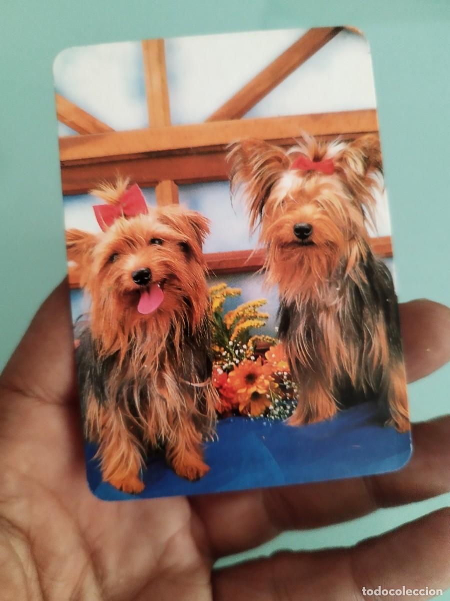 Coleccionismo calendarios: Calendario a&ntilde;o 1999 de dos perros de la raza Yorkshire Terrier, con lazo Publicidad lider 100 mataro