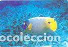 Collectionnisme Calendriers: Calendario de bolsillo 2009 EGC 43