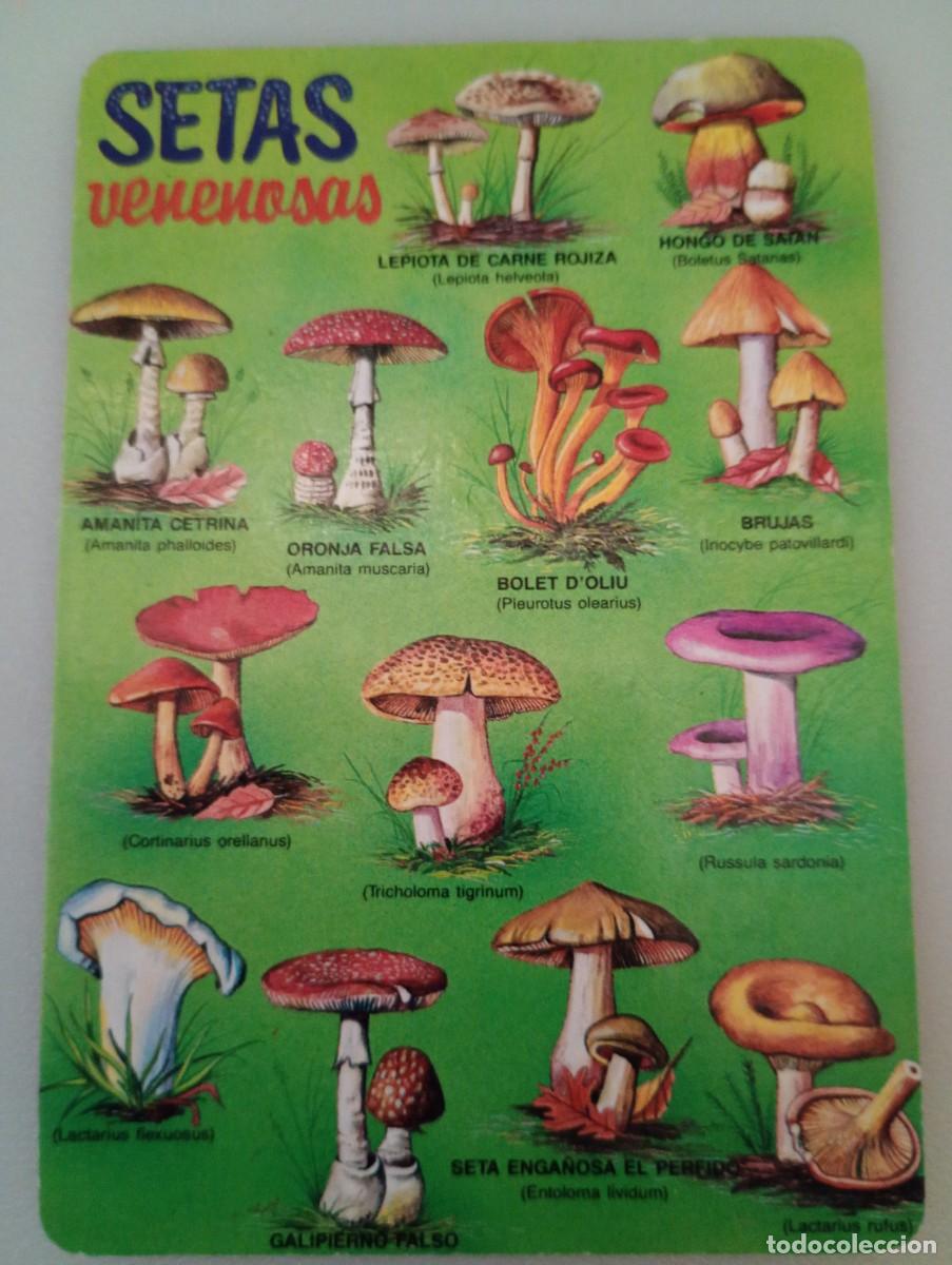 Coleccionismo calendarios: Calendario 1991 Serie MP 31 Informativo Setas venenosas