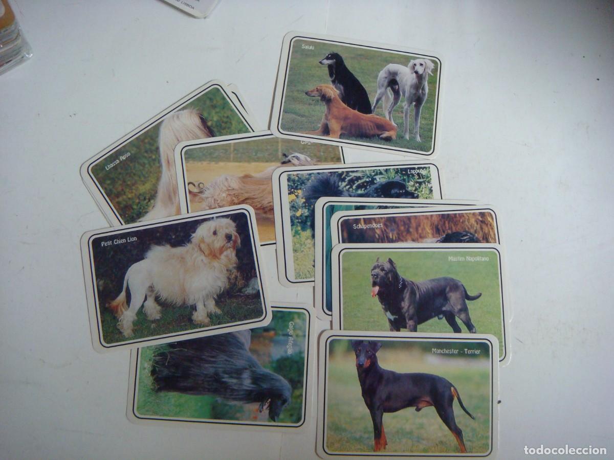 Coleccionismo calendarios: CALENDARIOS DE BOLSILLO LOTE DE 12 CALENDARIOS DE PERROS-N&ordm;-61