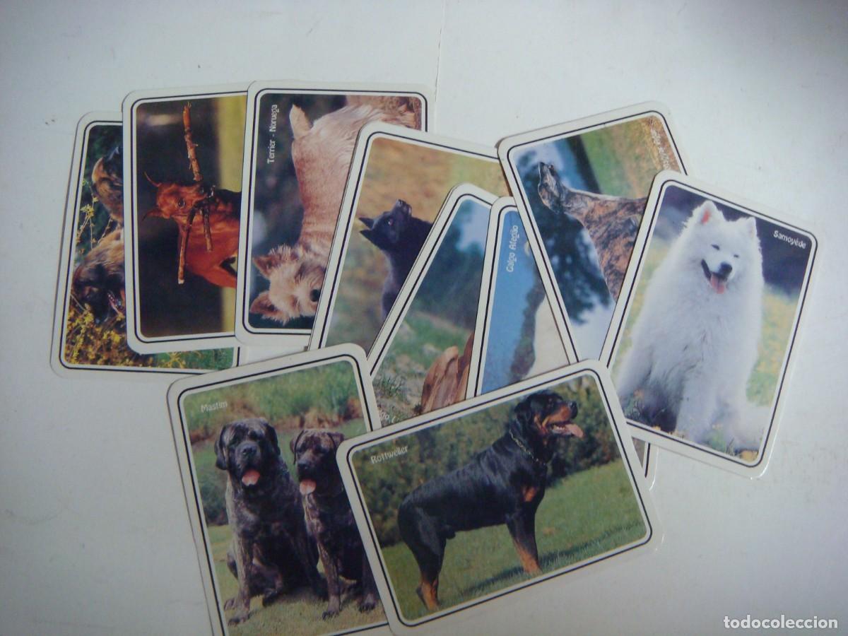 Coleccionismo calendarios: CALENDARIOS DE BOLSILLO LOTE DE 12 CALENDARIOS DE PERROS-N&ordm;-70
