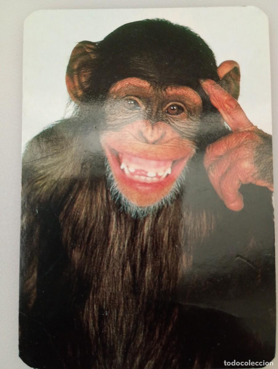 Coleccionismo calendarios: Calendario 1998 Serie GRAY Humor Monos