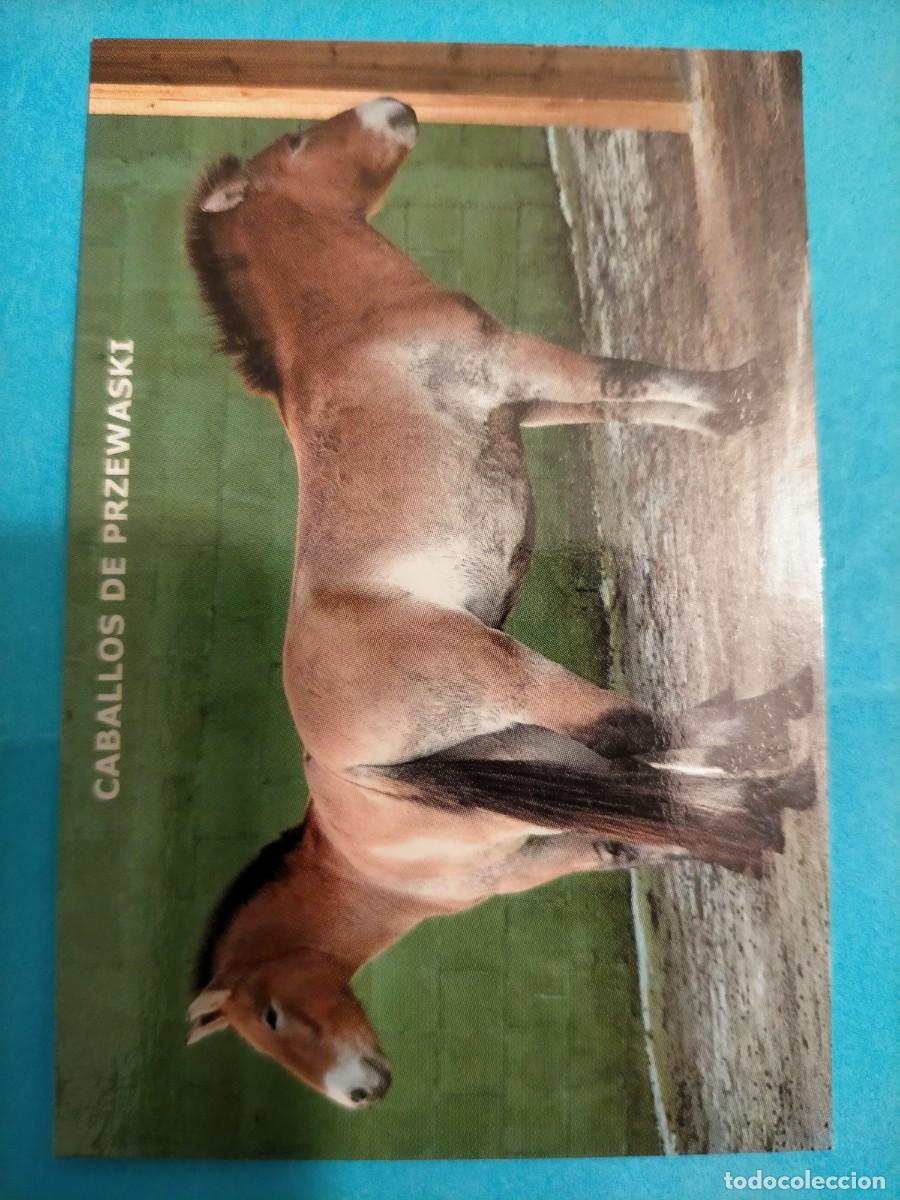 Coleccionismo calendarios: Calendario Zoo de Santillana