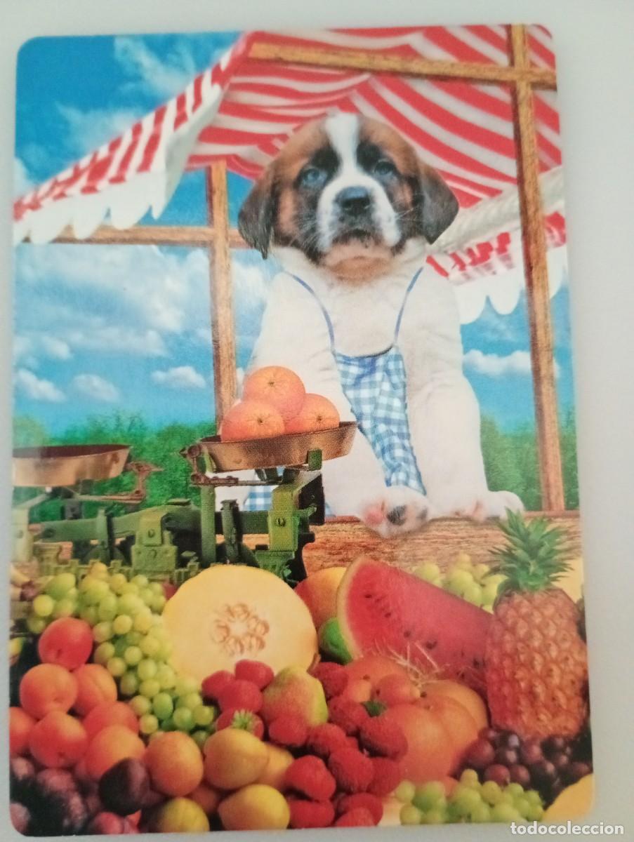 Coleccionismo calendarios: Calendario 2008 Serie CB 61 Humor Animales