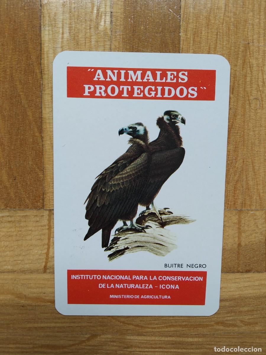 Collectionnisme Calendriers: CALENDARIO FOURNIER ICONA ANIMALES PROTEGIDOS BUITRE NEGRO A&Ntilde;O 1975 VER FOTOS NUEVO