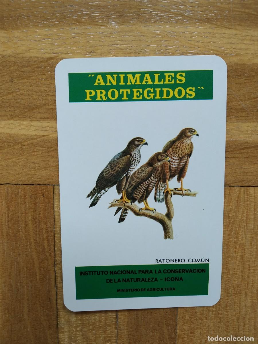 Collectionnisme Calendriers: CALENDARIO FOURNIER ICONA ANIMALES PROTEGIDOS RATONERO COMUN A&Ntilde;O 1974 VER FOTOS NUEVO