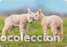 Collezionismo Calendari: Calendario de bolsillo 2016 BO 513