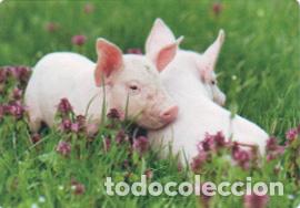 Coleccionismo calendarios: Calendario de bolsillo 2019 CB 54 - Foto 1