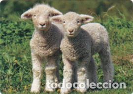 Coleccionismo calendarios: Calendario de bolsillo 2019 CB 51 - Foto 1