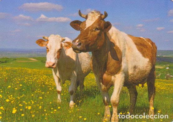 Coleccionismo calendarios: Calendario de bolsillo 2022 CB 44