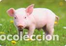 Coleccionismo calendarios: Calendario de bolsillo 2022 EDIJAR 114