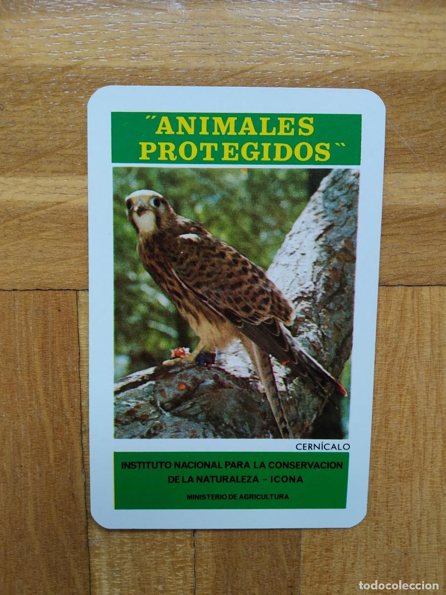 Collectables Calendars: CALENDARIO FOURNIER ICONA ANIMALES PROTEGIDOS CERNICALO A&Ntilde;O 1974 VER FOTOS NUEVO