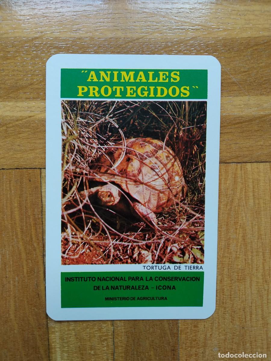 Collectables Calendars: CALENDARIO FOURNIER ICONA ANIMALES PROTEGIDOS TORTUGA A&Ntilde;O 1974 VER FOTOS NUEVO