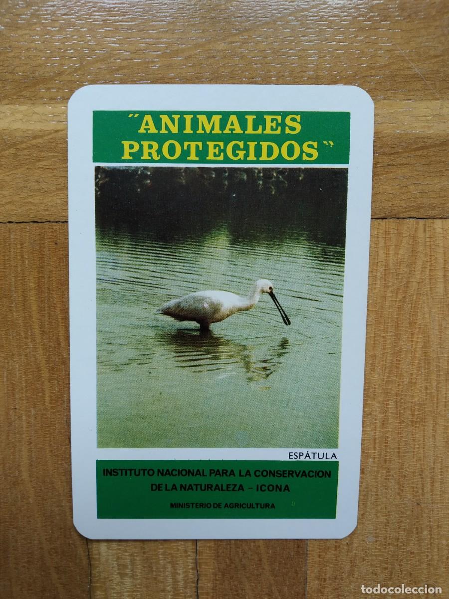 Colecionismo Calend&aacute;rios: CALENDARIO FOURNIER ICONA ANIMALES PROTEGIDOS ESPATULA A&Ntilde;O 1974 VER FOTOS NUEVO