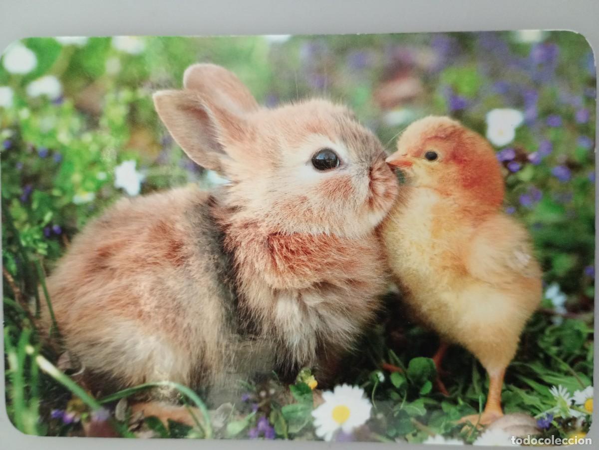 Coleccionismo calendarios: Calendario 2019 Serie L 125 Animales