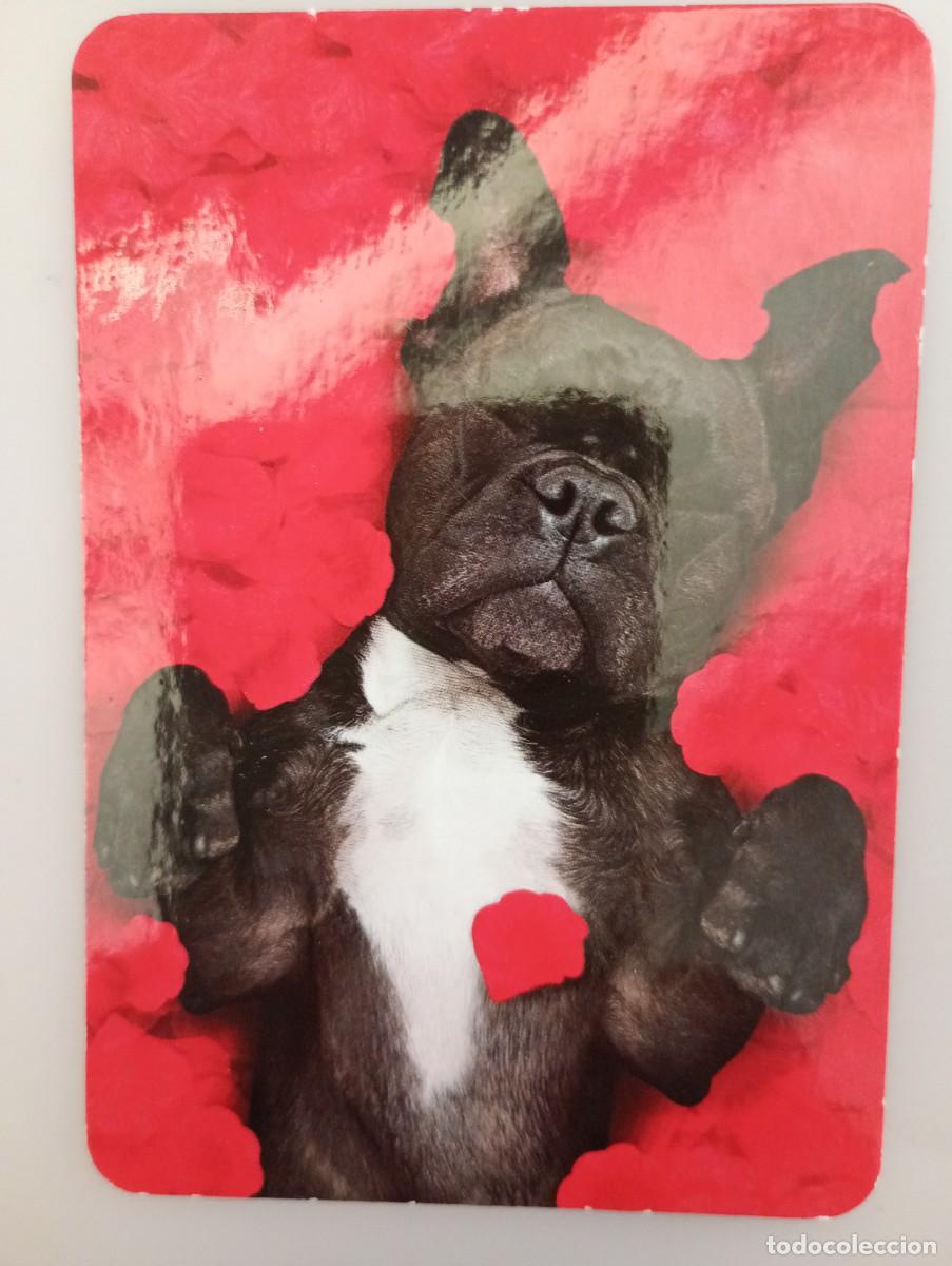 Coleccionismo calendarios: Calendario 2019 Serie L 136 Animales Humor