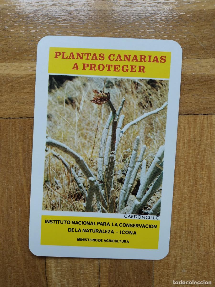 Coleccionismo calendarios: CALENDARIO FOURNIER ICONA PLANTAS CANARIAS A PROTEGER CARDONCILLO A&Ntilde;O 1974 VER FOTOS NUEVO