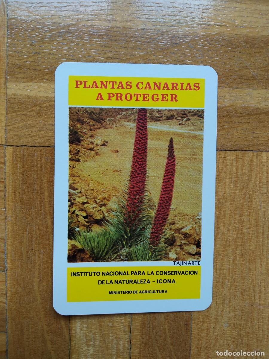 Collezionismo Calendari: CALENDARIO FOURNIER ICONA PLANTAS CANARIAS A PROTEGER TAJINARTE A&Ntilde;O 1974 VER FOTOS NUEVO