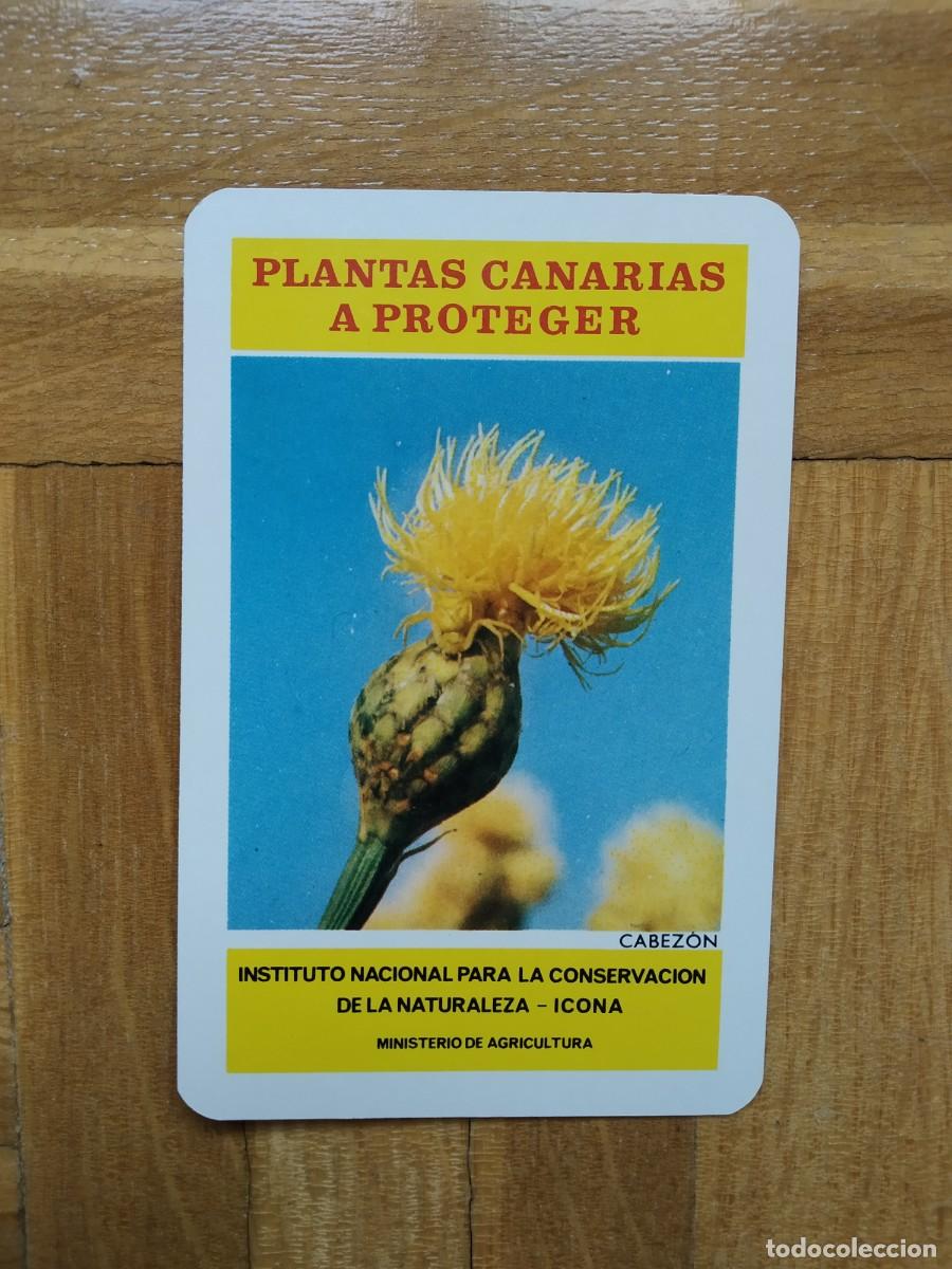 Collectionnisme Calendriers: CALENDARIO FOURNIER ICONA PLANTAS CANARIAS A PROTEGER CABEZON A&Ntilde;O 1974 VER FOTOS NUEVO
