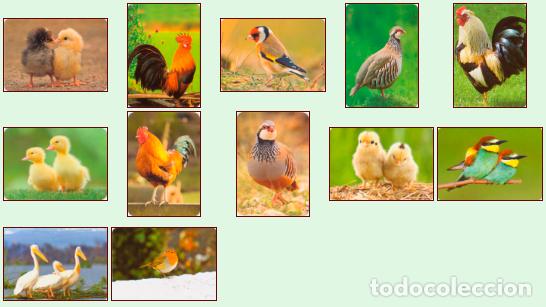 Collezionismo Calendari: Aves 2.017: Lote de 12 calendarios