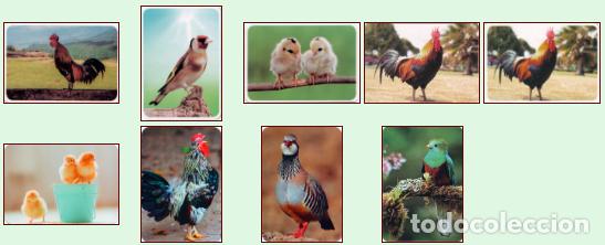 Collectionnisme Calendriers: Aves 2.019: Lote de 9 calendarios