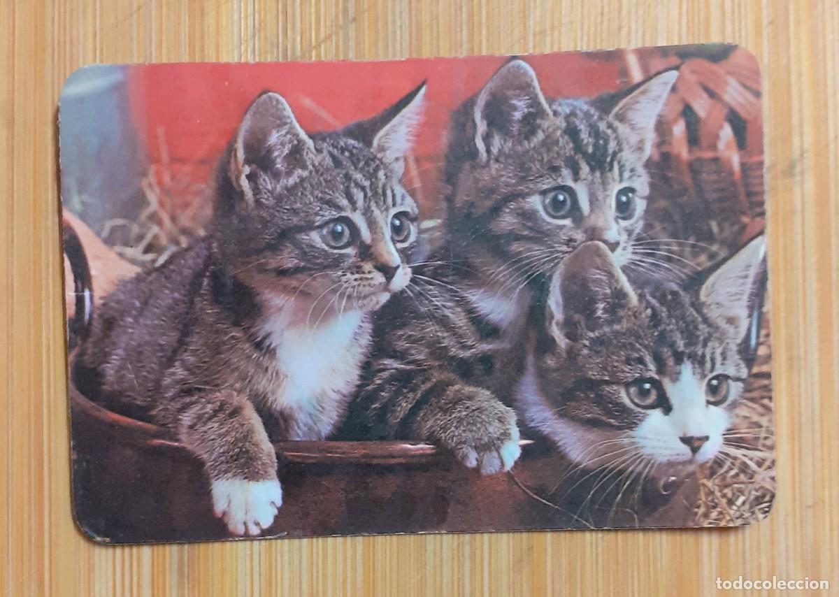 Coleccionismo calendarios: CALENDARIO BOLSILLO GATITOS 1982