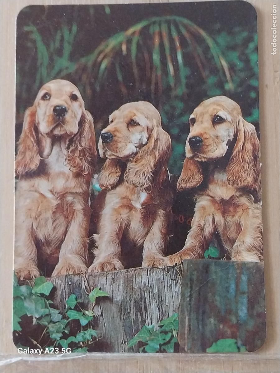 Sammeln von Kalendern: COCKER PERROS CALENDARIO 1995 PUBLI OPAR CAFE BAR MARTIN DE LOS HEROS REF L 141