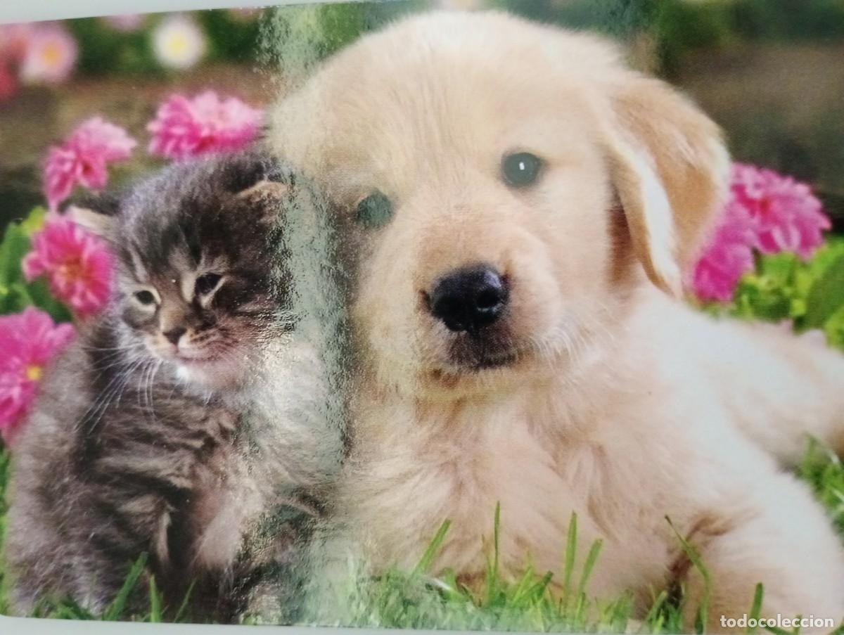 Coleccionismo calendarios: Calendario 2019 Serie CB 47 Animales