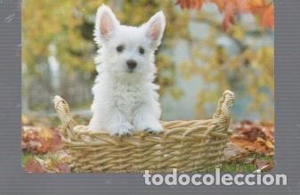 Coleccionismo calendarios: CALENDARIO DE PERRO DEL A&Ntilde;O 2014 CASA C.B. N&ordm;62 SIN PUBLICIDAD