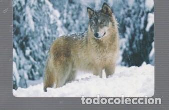 Coleccionismo calendarios: CALENDARIO DE LOBO DEL A&Ntilde;O 2010 CASA C.B. N&ordm; 67 PUBLICIDAD STETICAN GETAFE