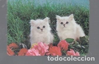 Coleccionismo calendarios: CALENDARIO DE GATOS DEL A&Ntilde;O 1981 CASA CMP. N&ordm; 3 PUBLICIDAD RELOJER&Iacute;A GRAN CANARIAS