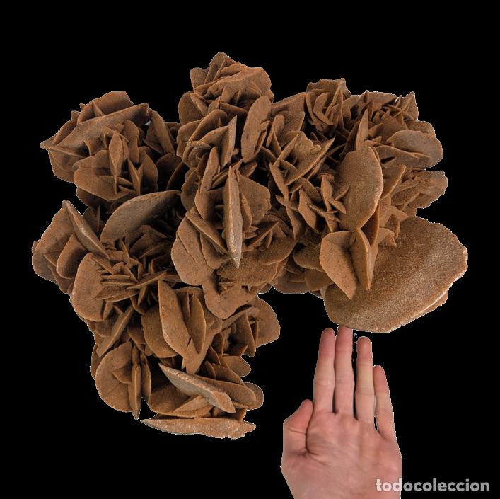 C&acirc;maras de fotos: Gigante Rosa del desierto calidad Museo, peso de 10kg