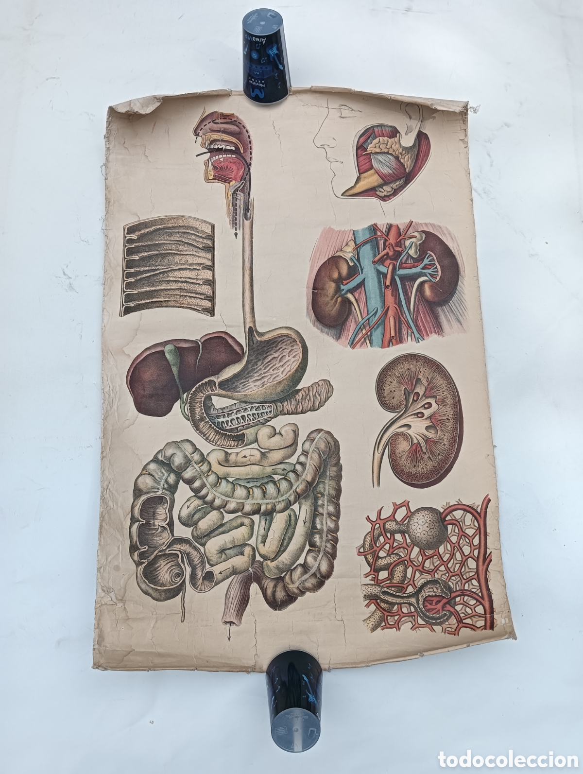 Coleccionismo deportivo: Cartel de anatom&iacute;a vintage