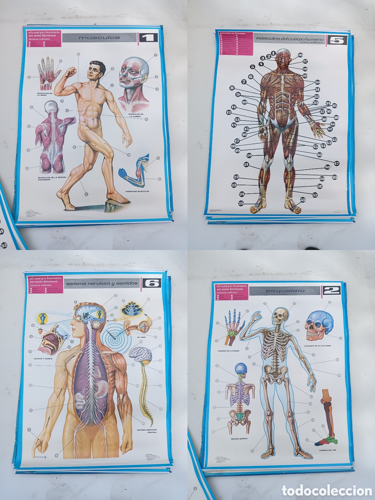 Coleccionismo deportivo: C&aacute;rteles vintage de anatom&iacute;a