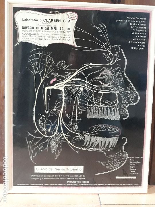 Posters: Antiguo cartel de dentista- laboratorios clarben novocol chemical- nervio trigeminio anatom&iacute;a facial