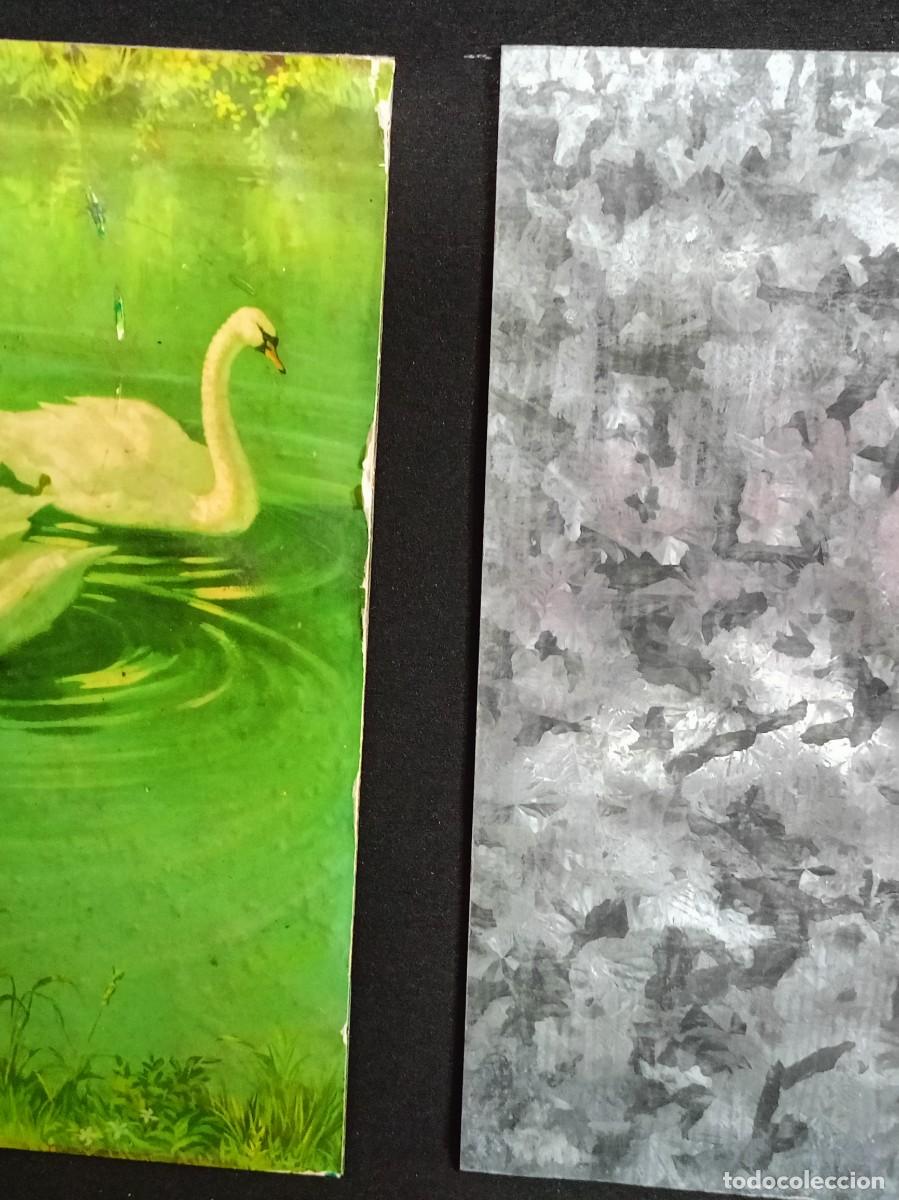 Carteles: laminas cisnes sobre chapa - Foto 2